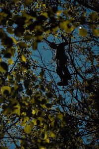 Low angle view of bird on tree