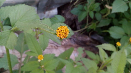 Close-up of flowers blooming outdoors