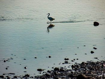 Birds perching on lake