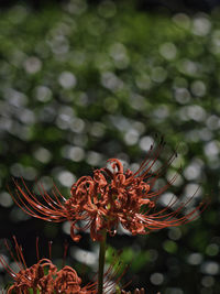 Close-up of red flowering plant