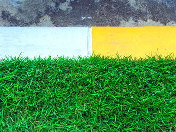 High angle view of plants growing on field