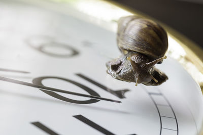 Close-up of snail on leaf