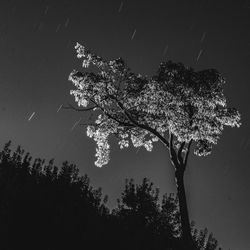 Low angle view of flowering tree against sky at night
