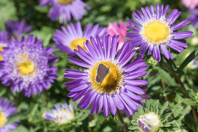 Close-up of purple flowers blooming outdoors