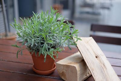 Close-up of potted plant by log on wooden table