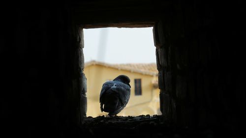 View of bird perching on window