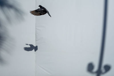 Low angle view of bird flying