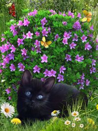 Portrait of cat by purple flowering plants