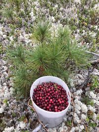 Cranberries and small cedar