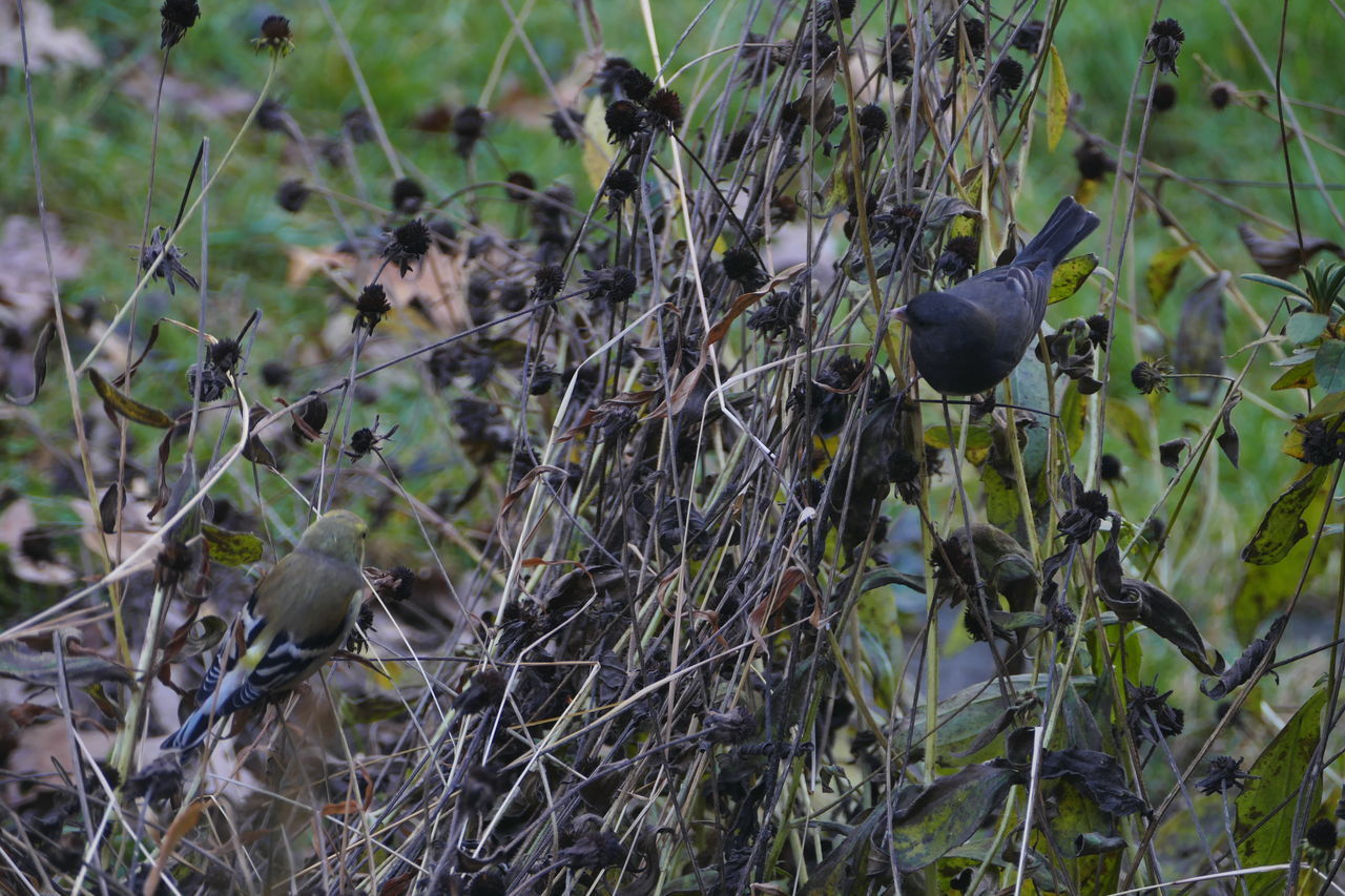 BIRD PERCHING ON PLANT