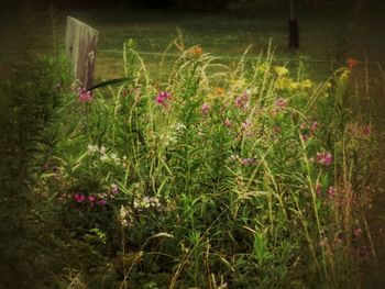 Close-up of plants