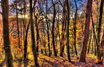 Trees in forest against sky