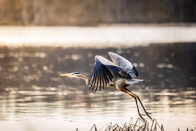 View of a bird flying over lake