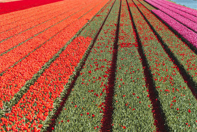 Full frame shot of agricultural field