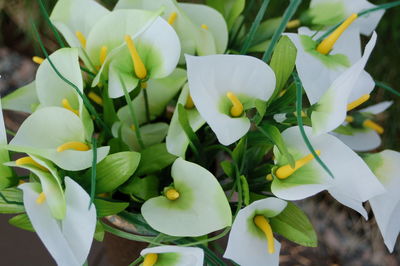 Close-up of white flowers