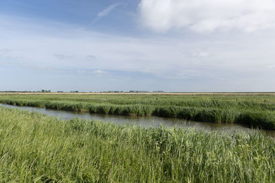 Scenic view of agricultural field against sky