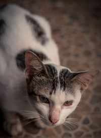 Close-up portrait of a cat