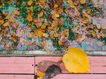 Close-up of yellow autumn leaves