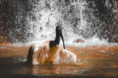 Rear view of man splashing water in lake