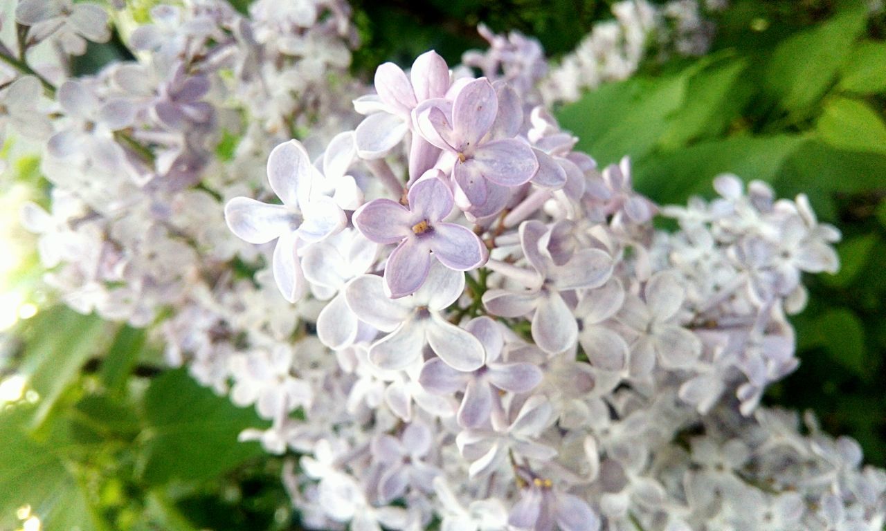 flower, flowering plant, plant, fragility, vulnerability, beauty in nature, growth, petal, freshness, nature, inflorescence, flower head, white color, close-up, day, focus on foreground, lilac, blossom, no people, outdoors, purple, bunch of flowers, spring