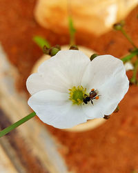 Close-up of insect on flower