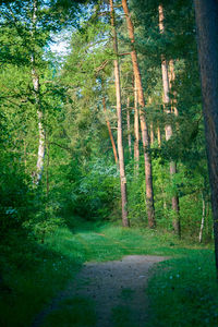 Trees growing in forest