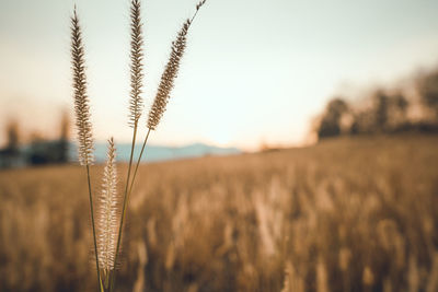 Close-up of stalks in field against the sky