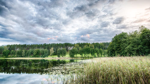 Scenic view of trees against sky