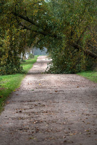 Road amidst trees