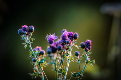 Close-up of purple flowers