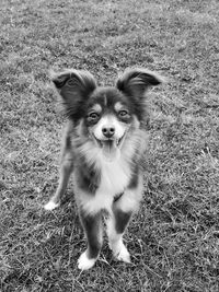 Portrait of dog standing on field