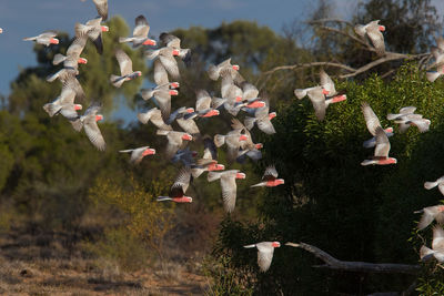 Birds flying against trees