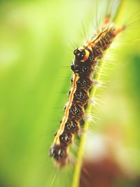 Close-up of insect