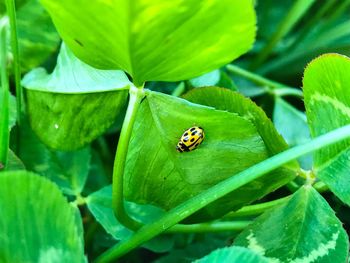 Close-up of ladybug on leaf