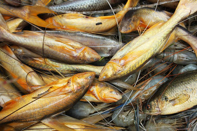 High angle view of fish for sale in market