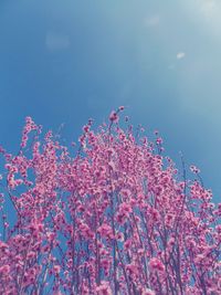 Low angle view of pink flowers