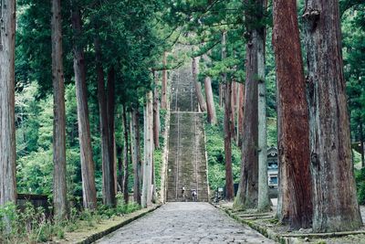 Walkway amidst trees in forest