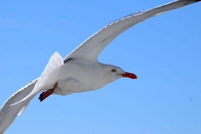 Low angle view of seagull flying against clear blue sky