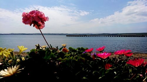 Close-up of pink flowering plant by sea against sky