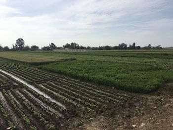 Scenic view of agricultural field against sky