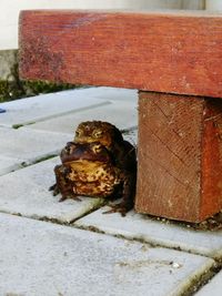 Close-up of lizard on brick wall