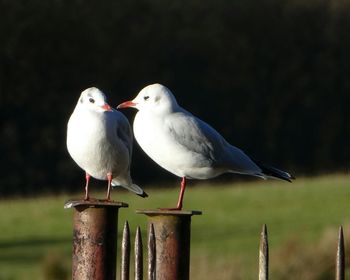 Seagull perching on wooden post