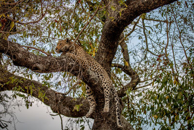 Low angle view of leopard on tree