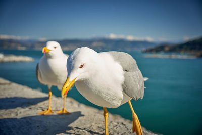 Close-up of seagull perching on beach