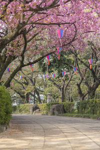 Pink cherry blossoms in spring