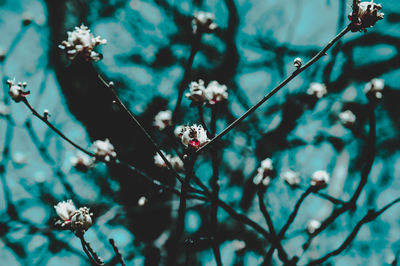 Close-up of cherry blossoms in spring