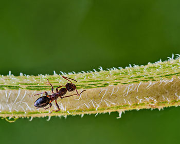 Close-up of insect on leaf