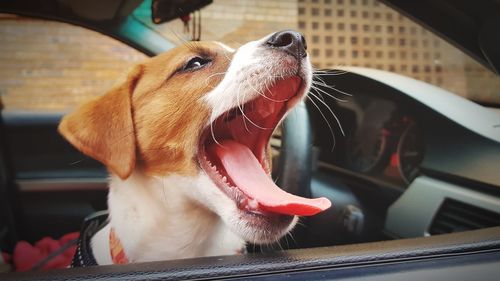 Close-up of dog yawning