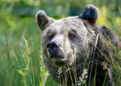 Close-up portrait of a bear