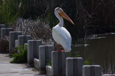 Pelican in railing